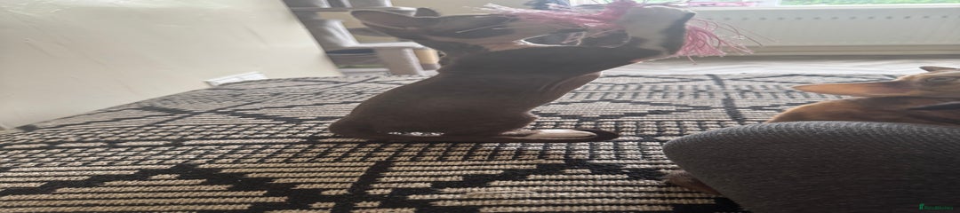 Aytek