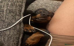 Miniature Dachshund dogs for sale: Spooky the miniature dachshund - Image 3