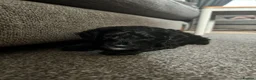 Cockapoo dogs for stud: ‼️UPDATED‼️ STUD available! PROVEN TOY cockapoo - Advert 8