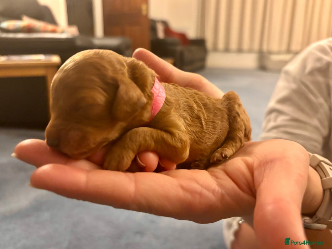 Miniature Poodle dogs for sale: **All Reserved** Stunning Deep Red Mini Poodle - Advert 28