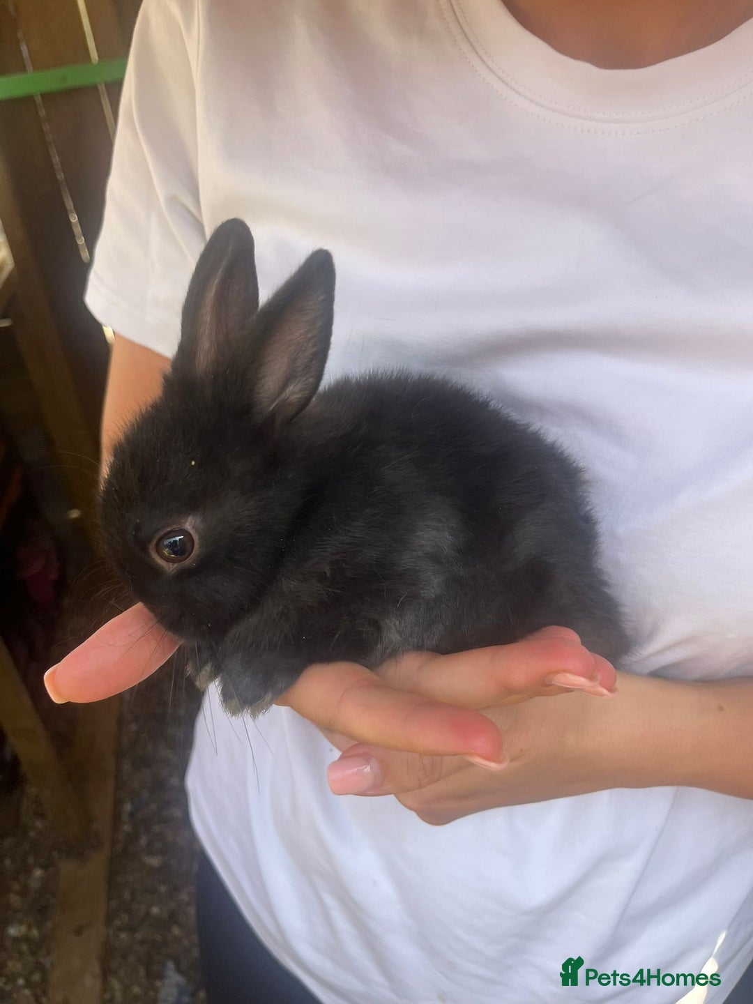 Netherland Dwarf rabbits for sale: Netherlands Dwarf - Image 9
