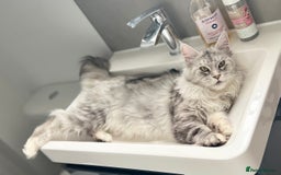 Maine Coon cats for sale: Meet This Special Maine Coon Girl - Image 6