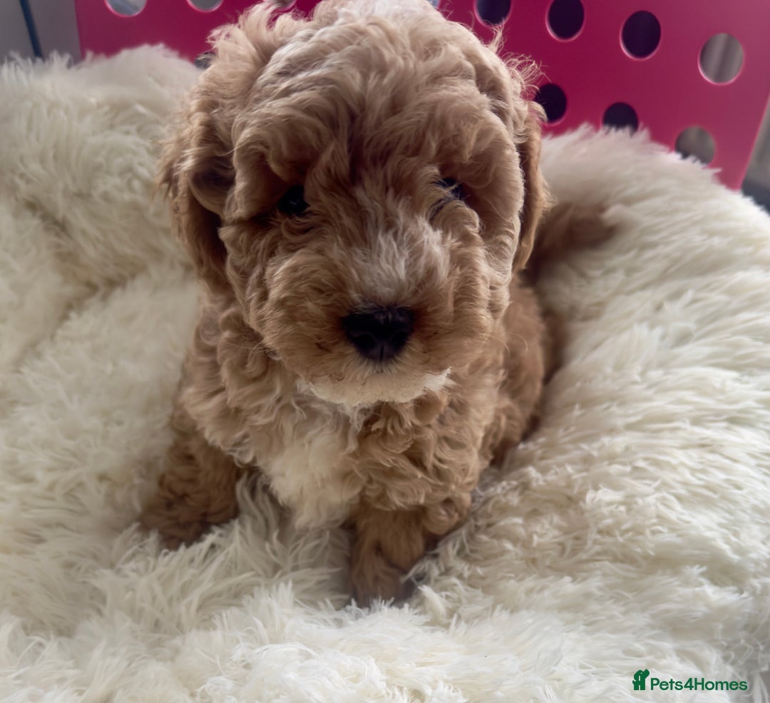 Maltipoo dogs for sale: Toy Maltipoo puppies  - Image 9