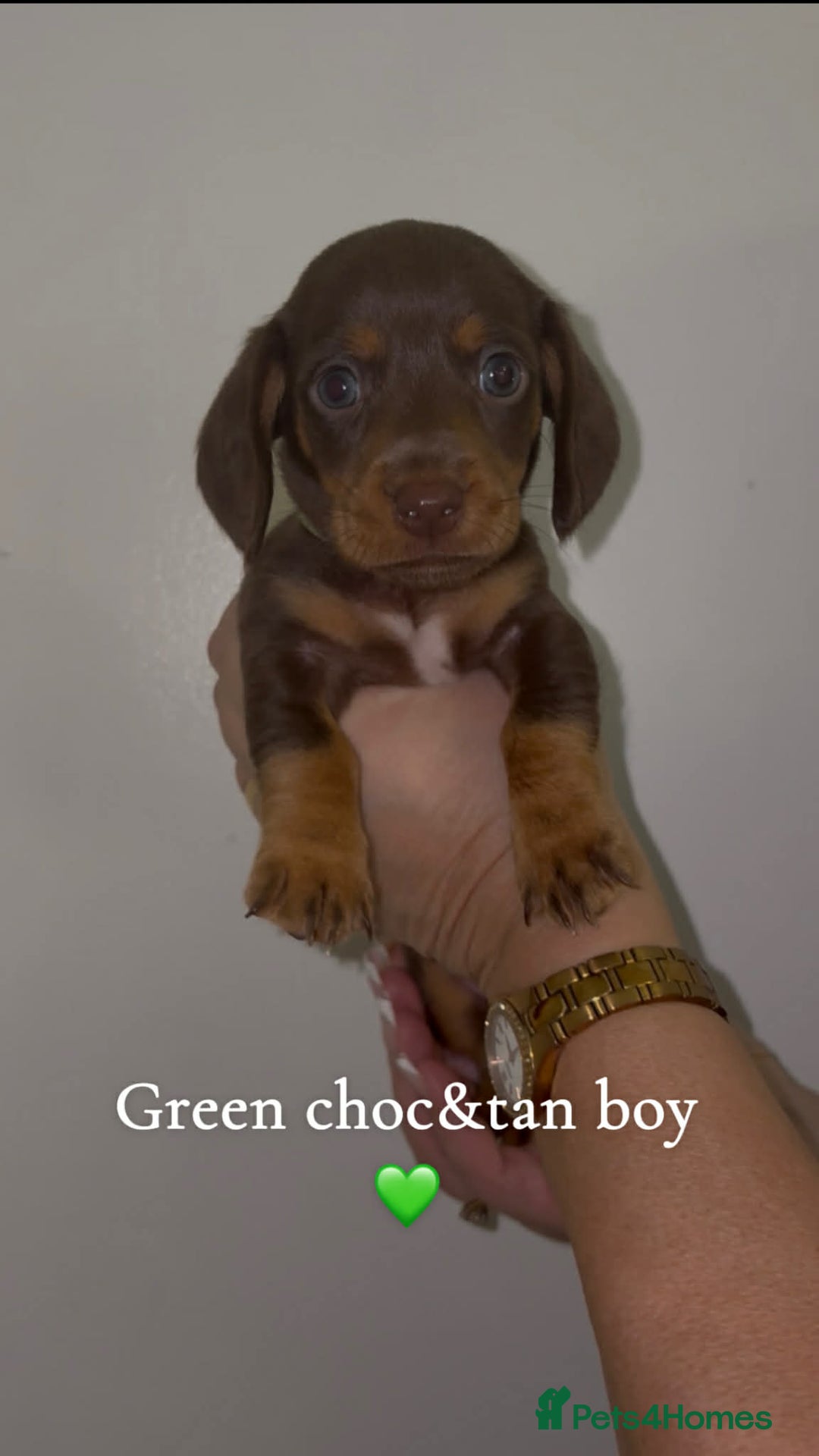 Miniature Dachshund dogs for sale: Mini daschund puppies - Advert 1