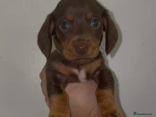 Miniature Dachshund dogs Mini daschund puppies - Advert 2