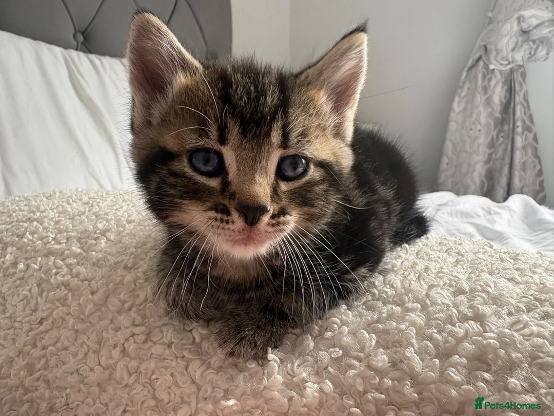 Mixed Breed cats for sale: 2 Mixbreed Boy Kittens Left - Advert 2