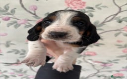Basset Hound dogs for sale: Bassett hound puppies  - Advert 10