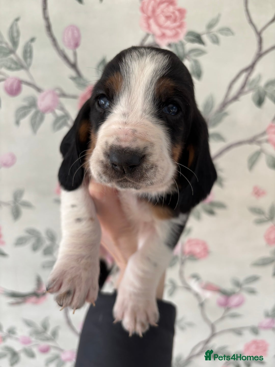 Basset Hound dogs for sale: Bassett hound puppies  - Advert 10