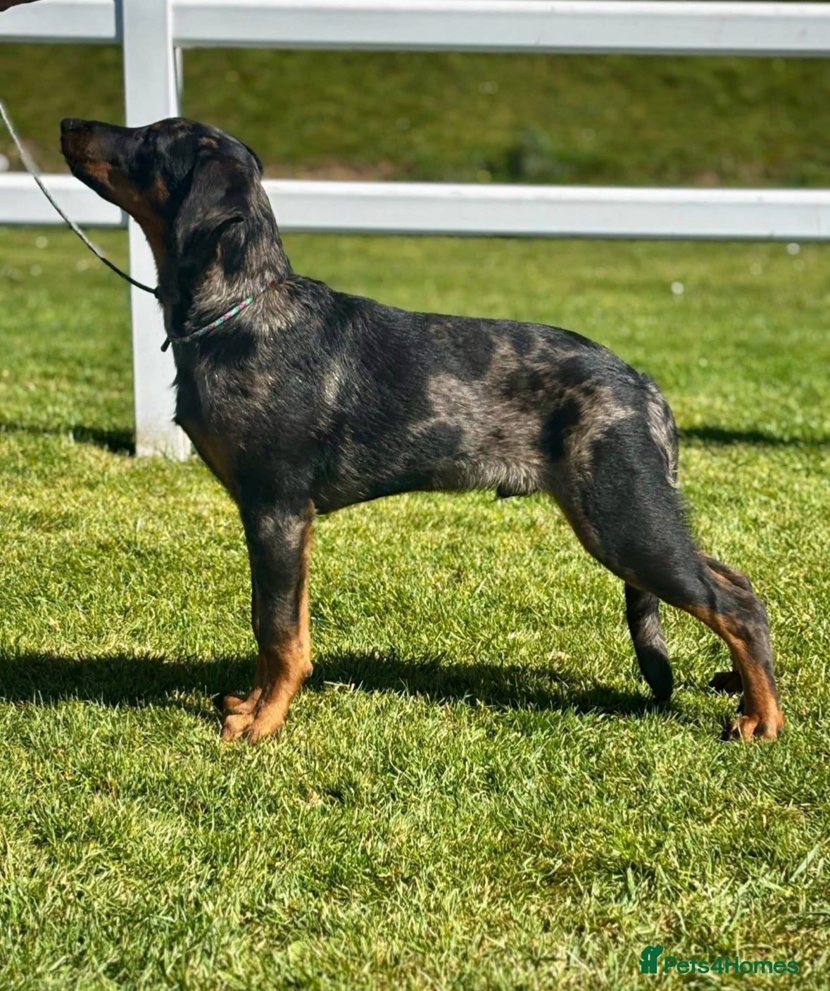 Beauceron dogs 🌟 Merdelaine Beaucerons 🌟 - Advert 6