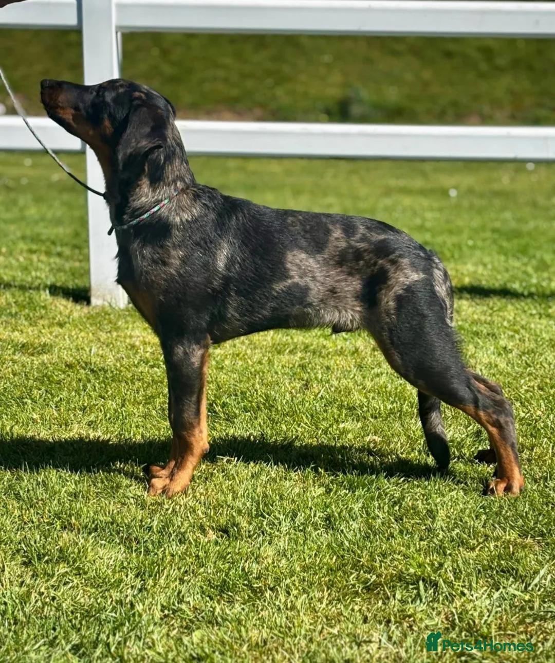 Beauceron dogs for sale: 🌟Merdelaine Beaucerons🌟extensively tested litter - Advert 1