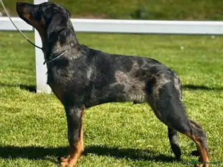 Beauceron dogs 🌟 Merdelaine Beaucerons 🌟 - Advert 6