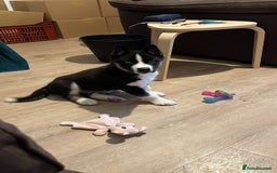 Mixed Breed dogs for sale: Huskita - Image 2