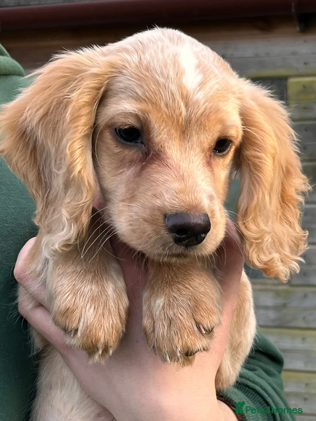 Cocker Spaniel dogs for sale: *Ready Now* KC Registered Working Cocker Spaniel  - Advert 2