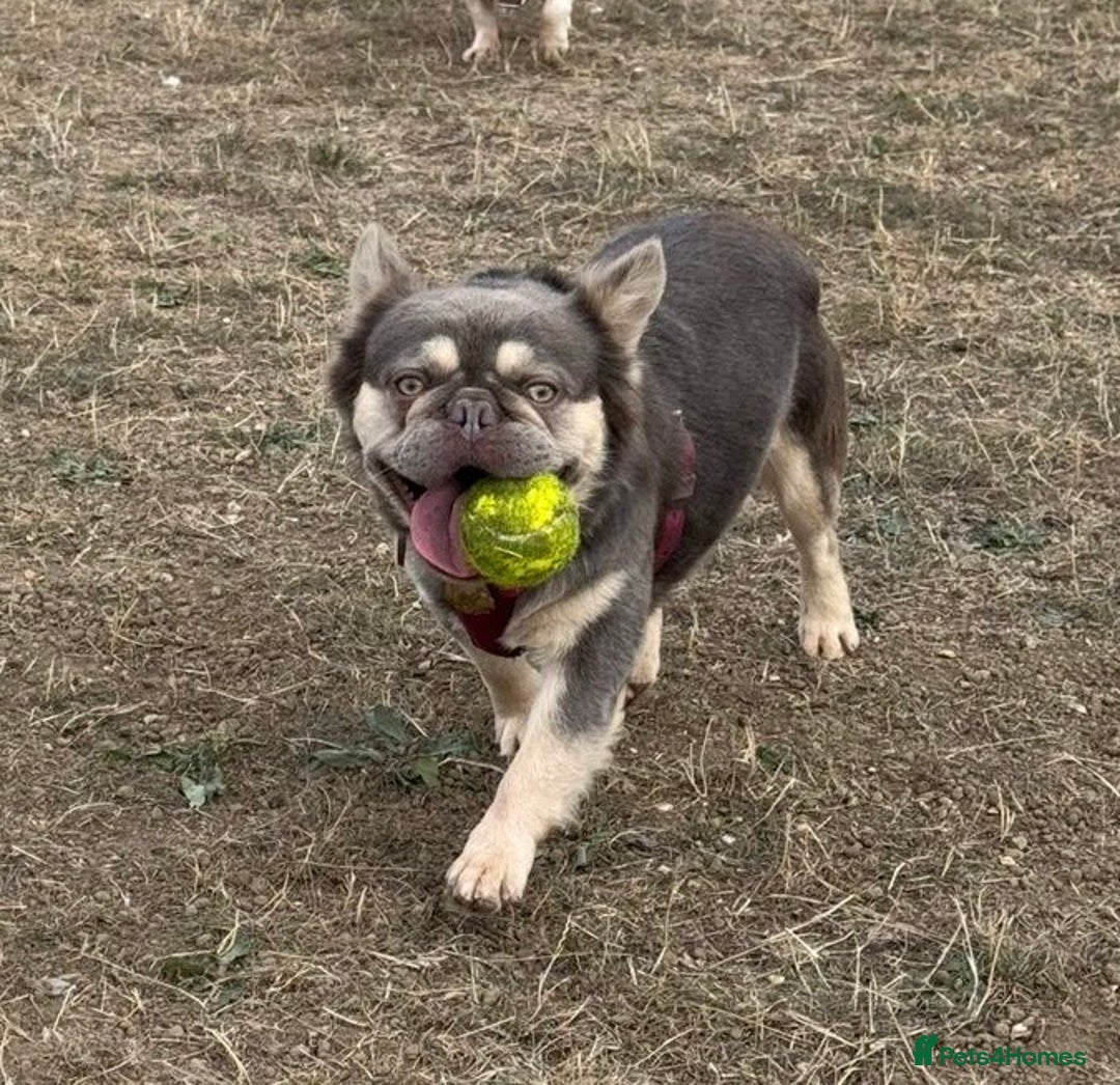 French Bulldog dogs for sale: Beautiful fluffy French bulldog kc reg - Advert 2
