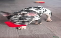 French Bulldog dogs for sale: French bulldog  - Image 1