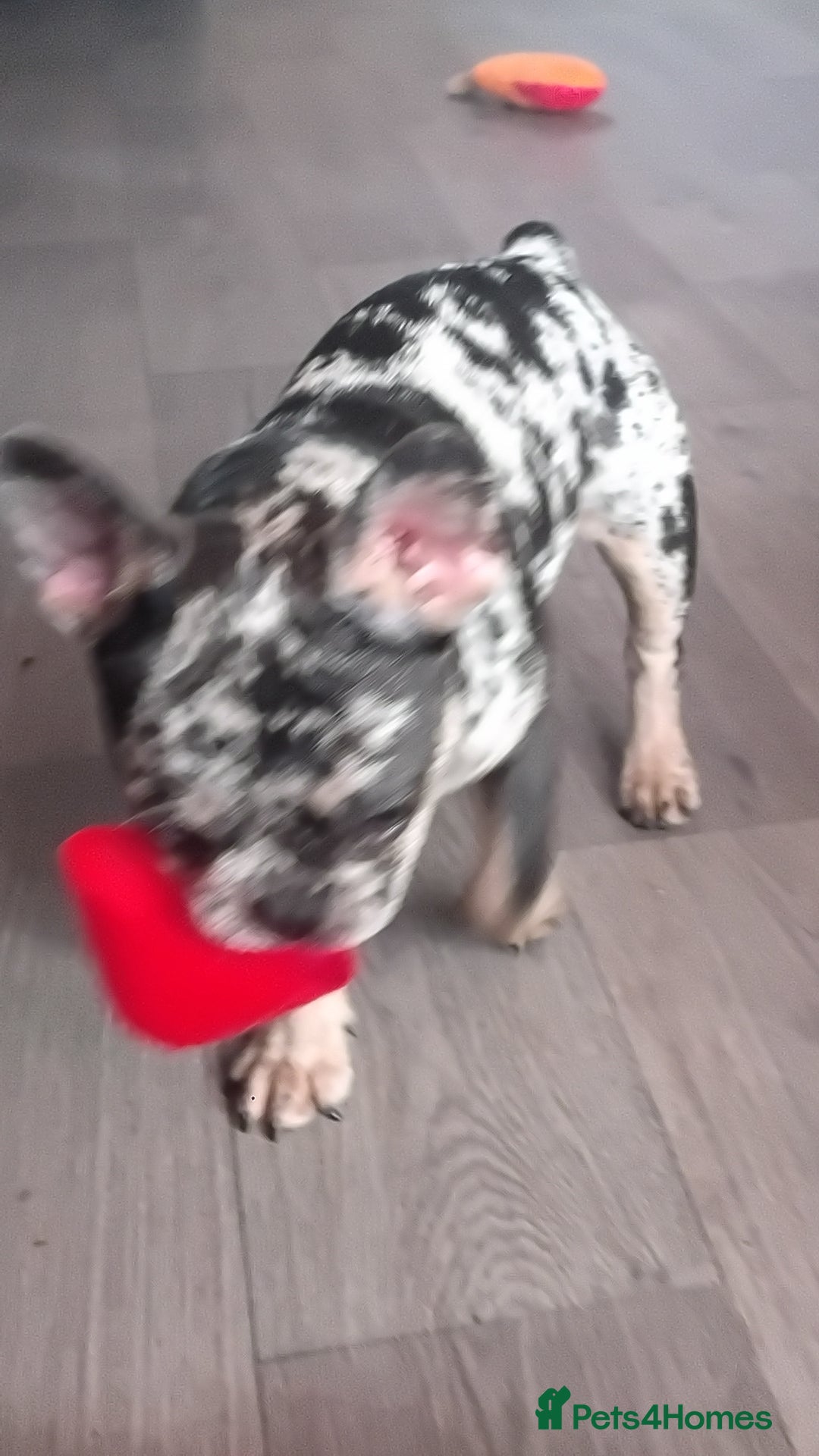 French Bulldog dogs for sale: French bulldog  - Image 1