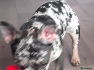 French Bulldog dogs - Advert 1