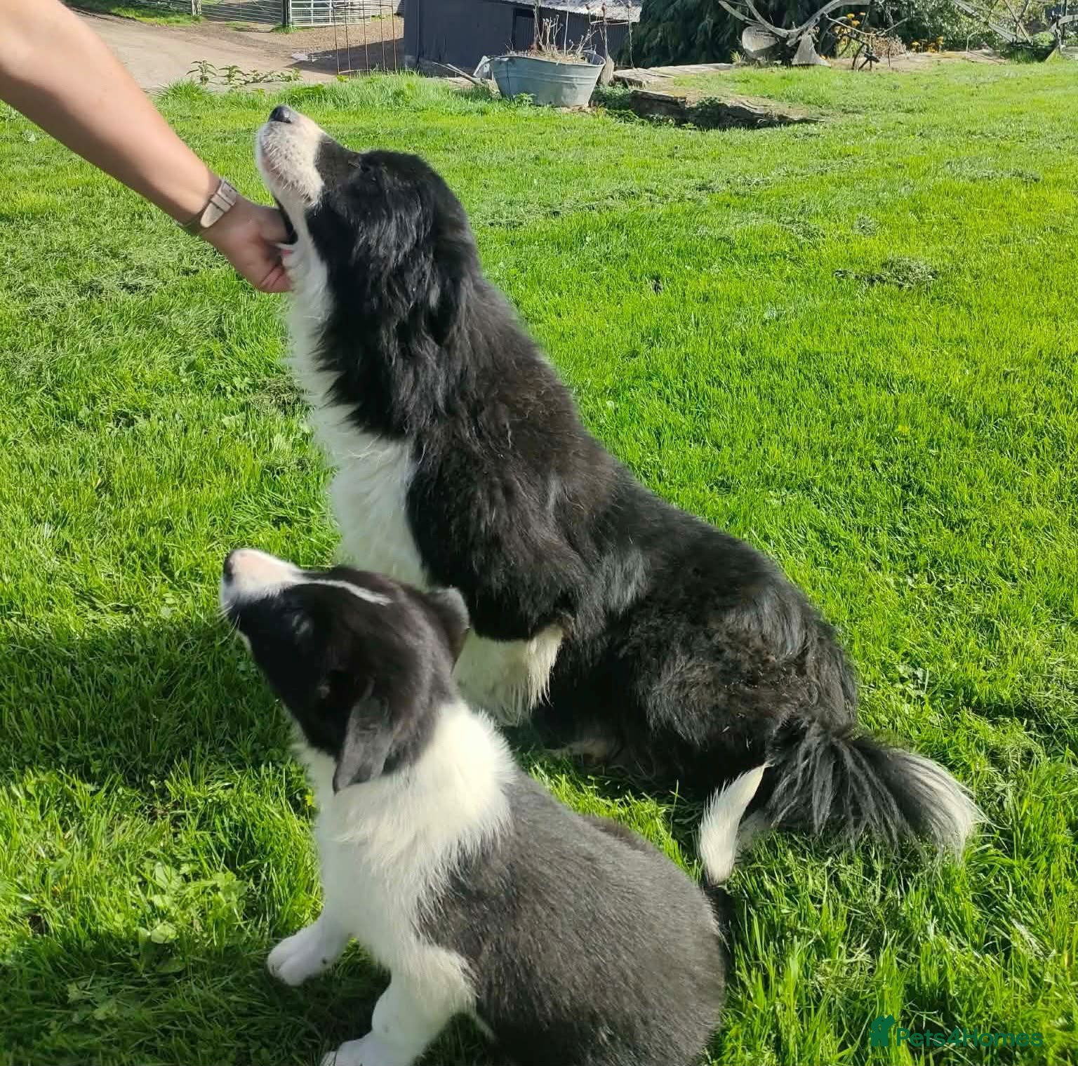 Border Collie dogs Border collies READY Now  - Advert 15