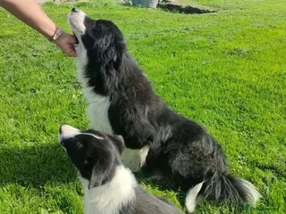 Border Collie dogs Border collies READY Now - Advert 15