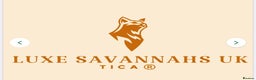 Savannah cats for sale: Stunning and Rare Kiwanga Pedigree F3 Savannahs  - Advert 11
