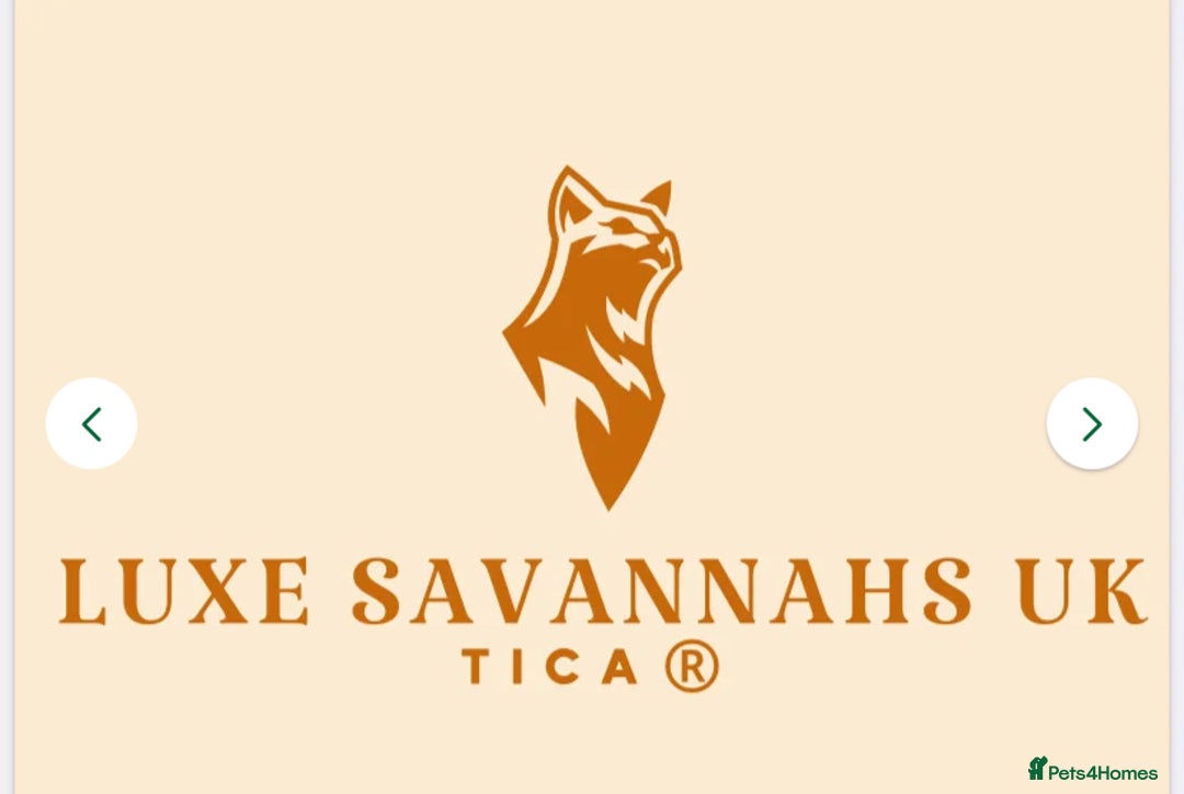 Savannah cats for sale: Stunning and Rare Kiwanga Pedigree F3 Savannahs  - Advert 11