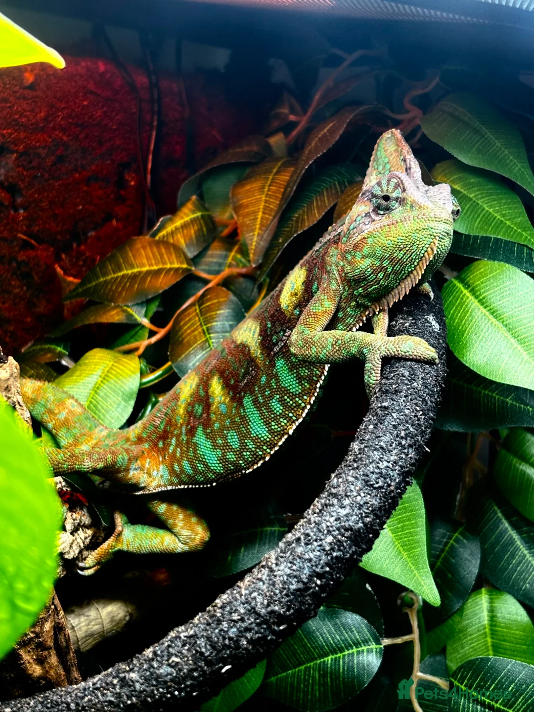 Chameleon reptiles for sale: Male Yemen Chameleon  in Manchester - Advert 2