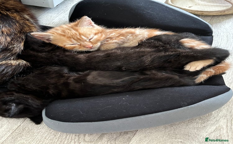 Domestic Shorthair cats - Advert 1
