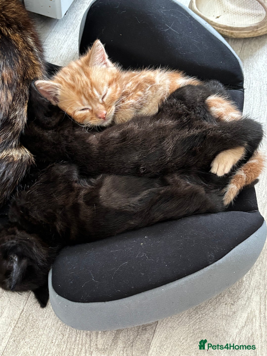 Domestic Shorthair cats for sale: Kittens - Image 1
