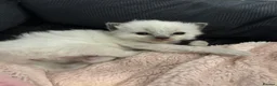 Ragdoll cats for sale: Blue point Ragdoll kittens for sale - Advert 23