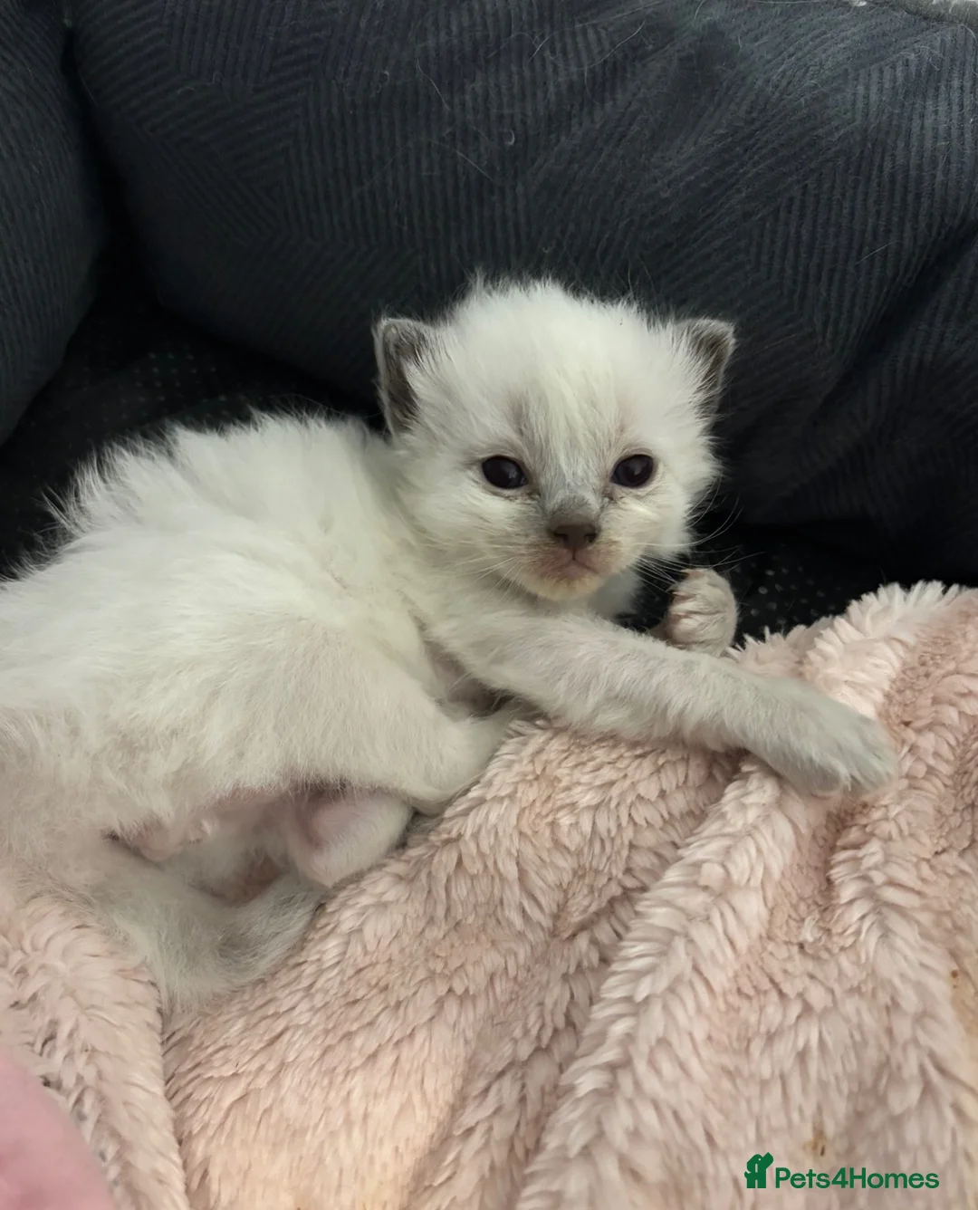 Ragdoll cats for sale: Blue point Ragdoll kittens for sale - Advert 23