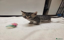 Bengal cats for sale: Beautiful 1/2 bengal kittens - Image 8