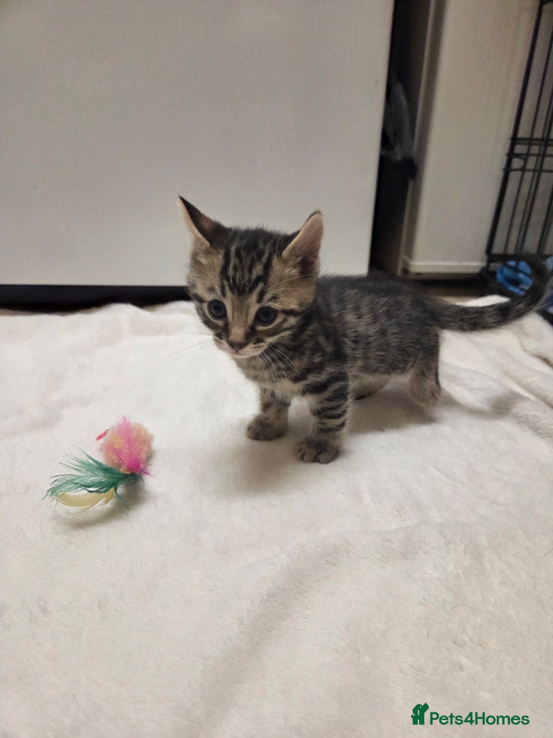 Bengal cats for sale: Beautiful 1/2 bengal kittens - Image 8