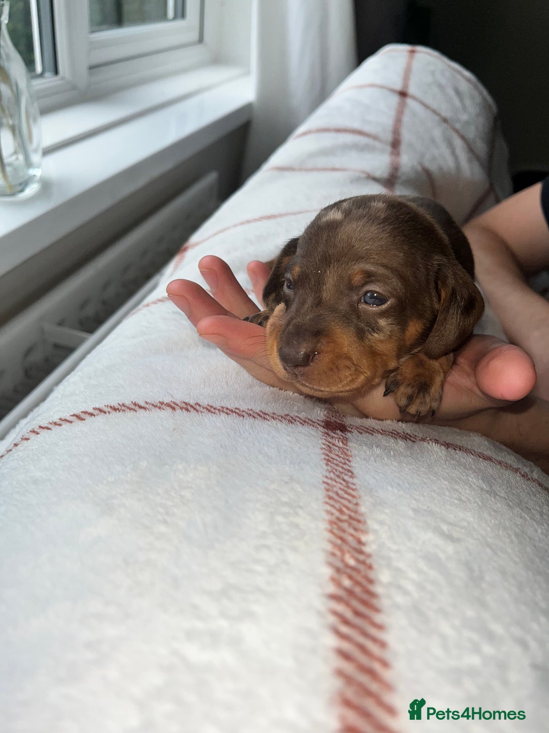 Miniature Dachshund dogs for sale: Beautiful Dachshund puppy’s  - Image 28