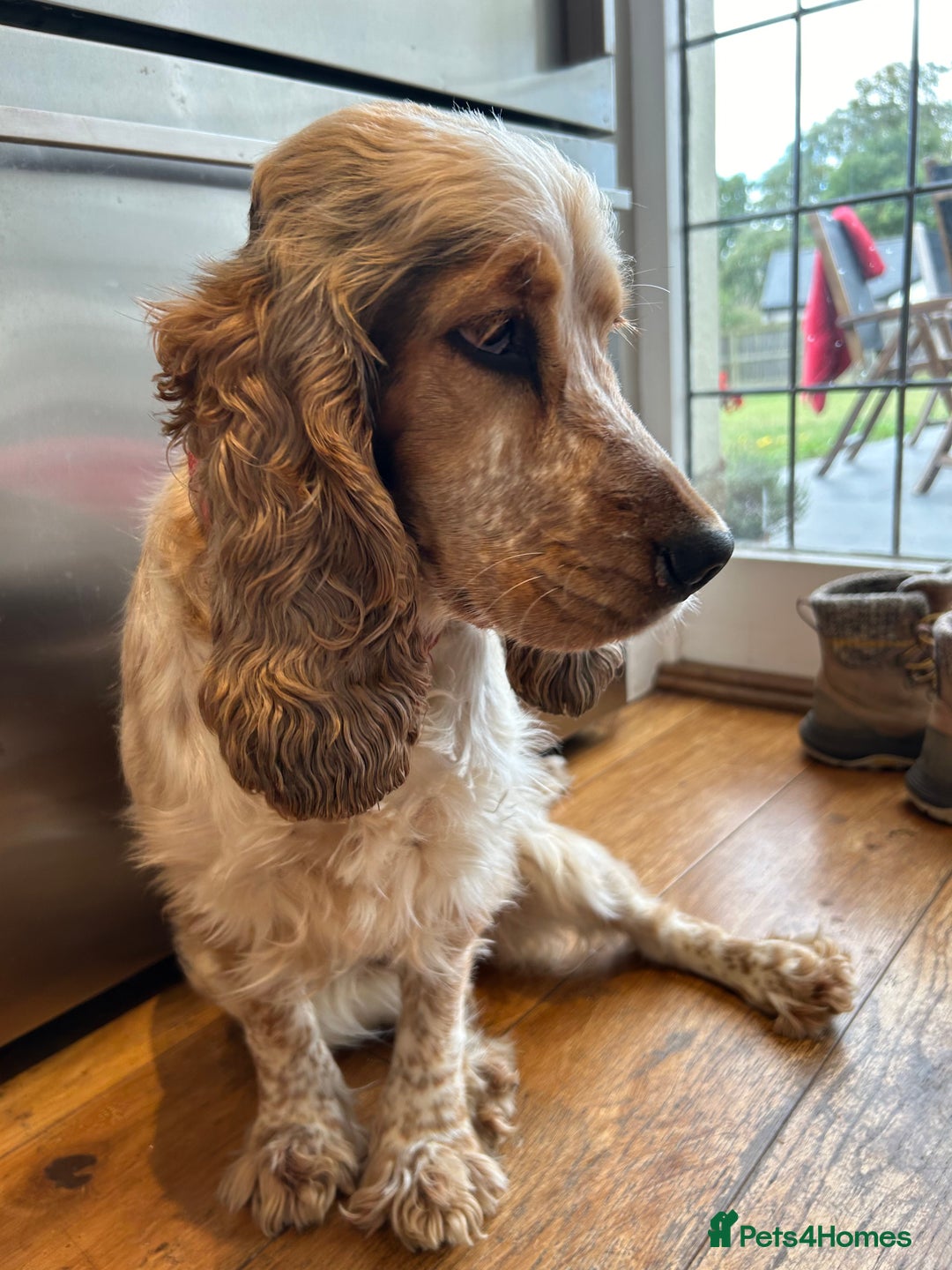 Cocker Spaniel dogs for sale: SHOW cocker spaniel puppies  - Image 27