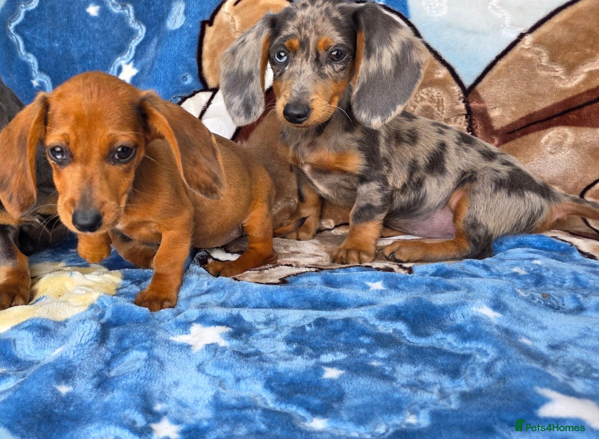 Dachshund dogs Beautiful dachshunds 2 left - Advert 7