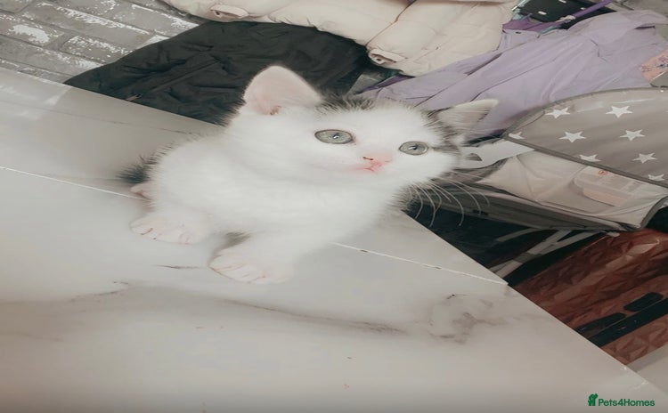 Mixed Breed cats - Advert 16