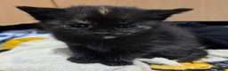 Mixed Breed cats for sale: Beautiful Fluffy Kittens Looking for Forever homes - Advert 23