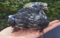 Pigeons birds for sale: Pigeons [Semi Hand-Raised] - Fancy & Racing Breeds - Advert 22