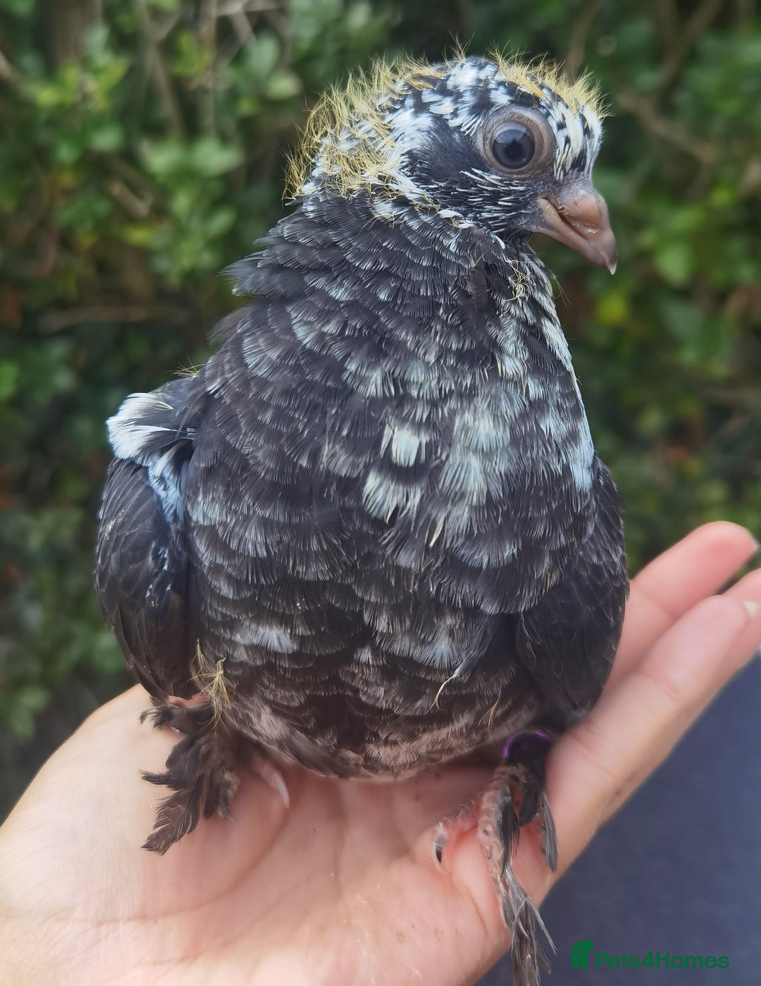 Pigeons birds for sale: Pigeons [Semi Hand-Raised] - Fancy & Racing Breeds - Advert 22