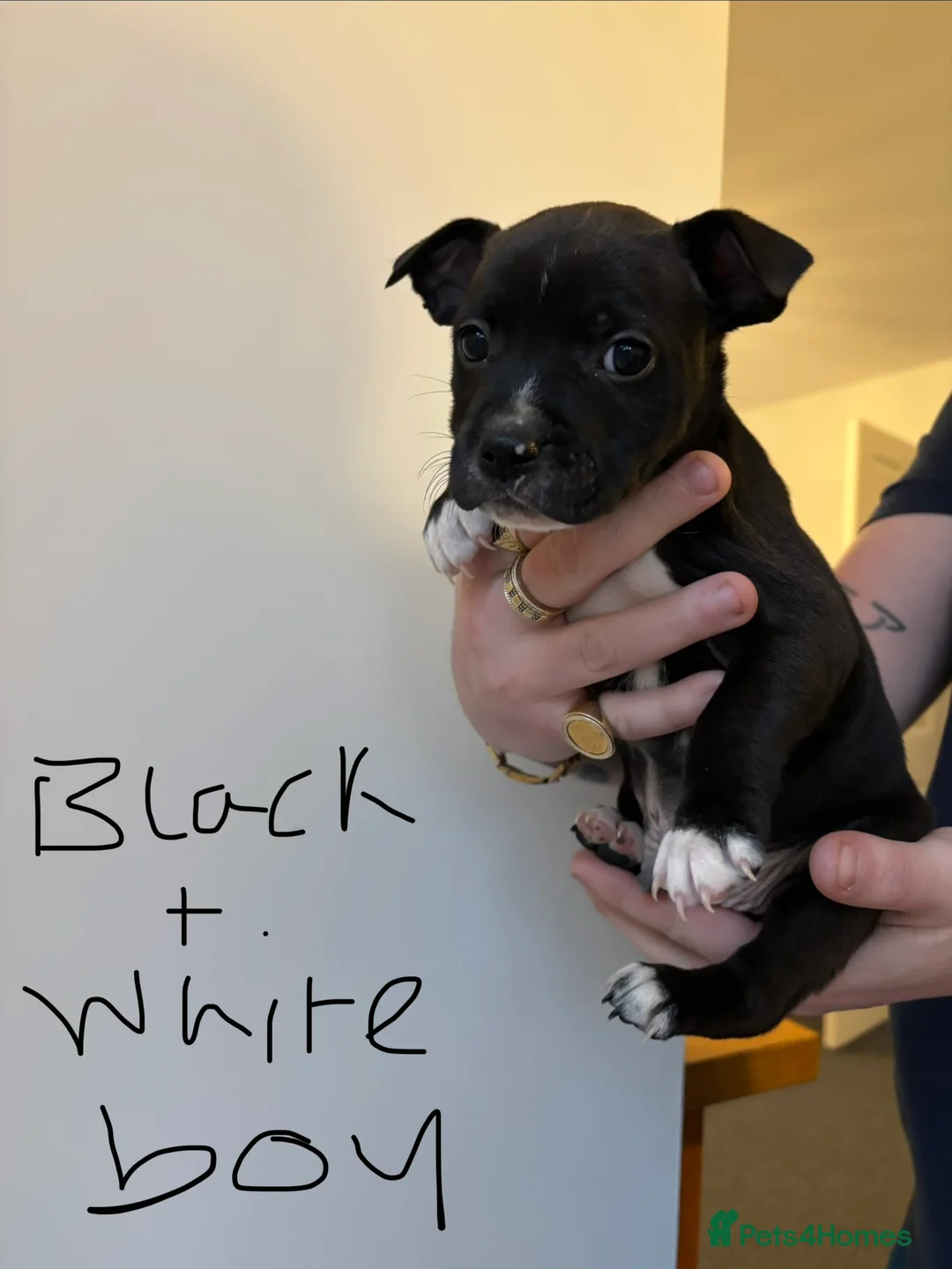 Staffordshire Bull Terrier dogs for sale: Last pups of the litter  - Advert 15