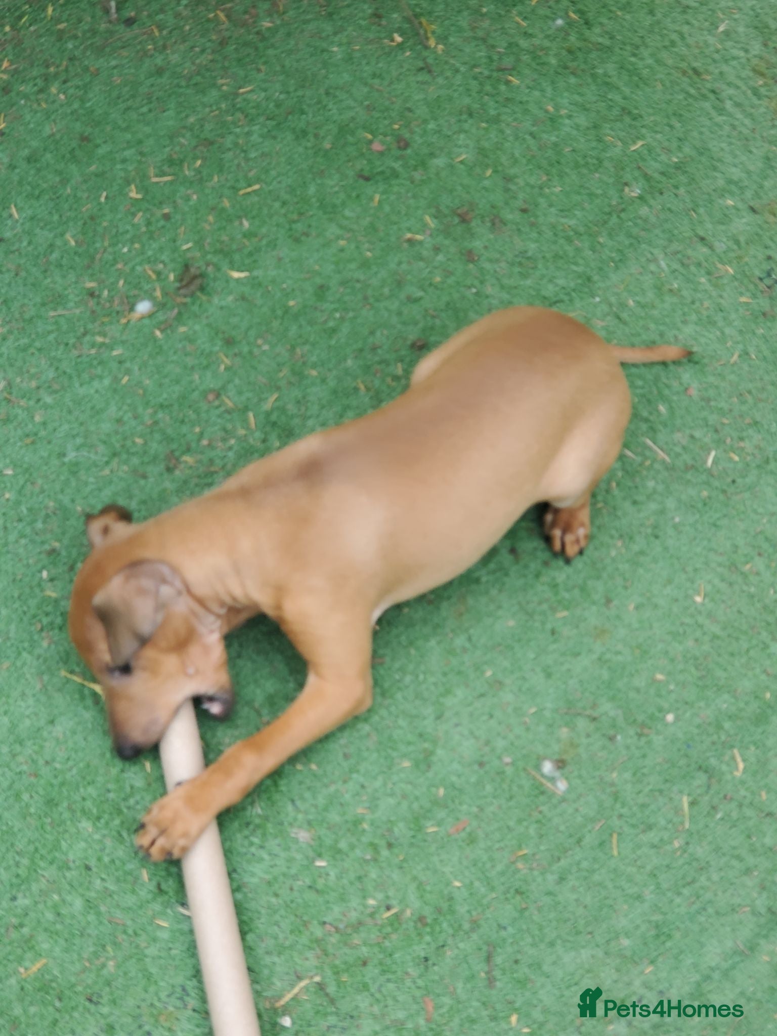 Italian Greyhound dogs Stunning kc Italian greyhounds  - Advert 2