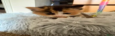 Girl kitten 1