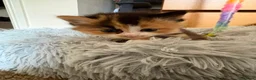 Mixed Breed cats for sale: For sale 4 beautiful Tabby x Kittens in Northampton - Advert 23