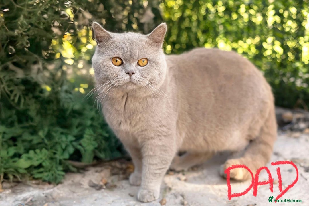 British Shorthair cats for sale: 4 British short hair lilac girls 1 choch torte boy - Image 13