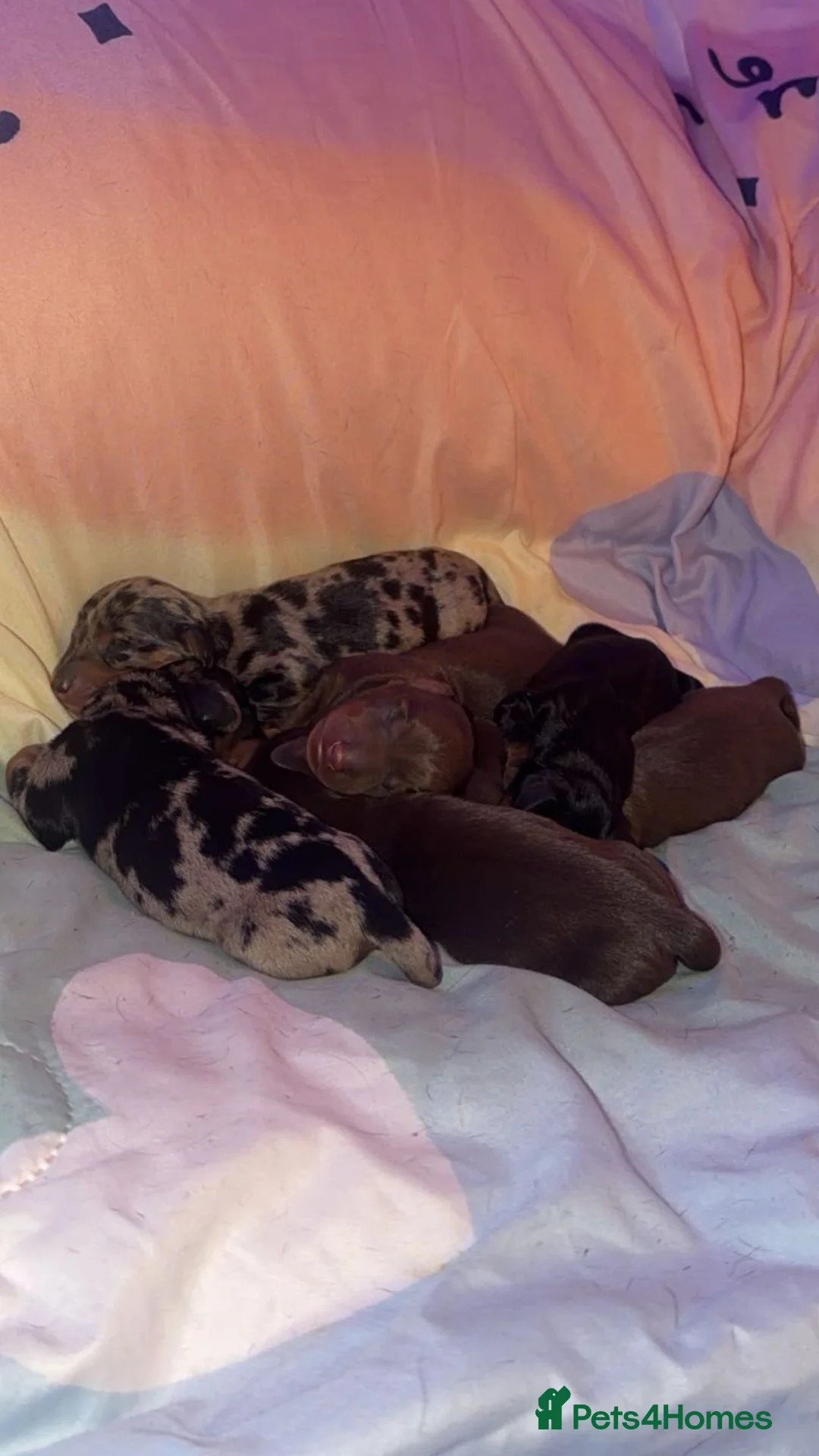 Miniature Dachshund dogs for sale: Beautiful mini dachshund puppies  - Advert 2