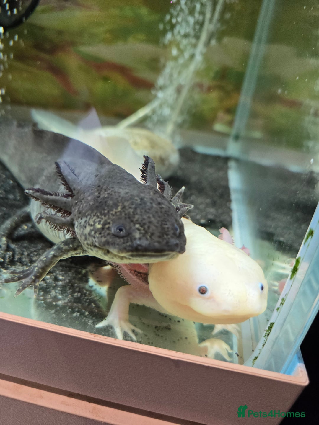 Axolotl reptiles for sale: A pair of male axolotl  - Advert 3