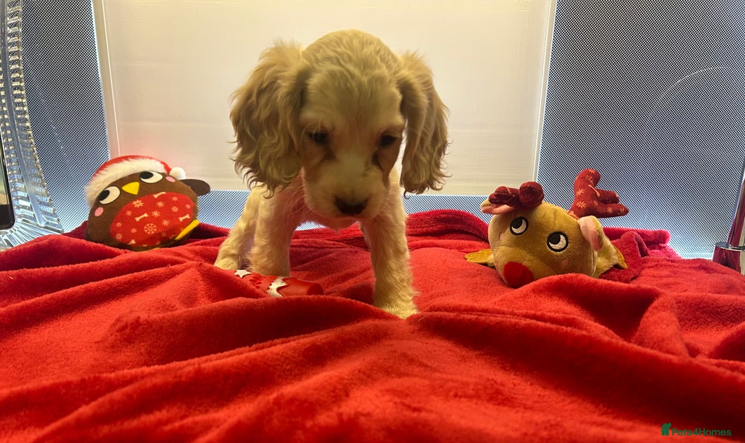 Cocker Spaniel dogs for sale: 🩷BEAUTIFUL SHOW COCKER PUPPIES🩷 - Image 8