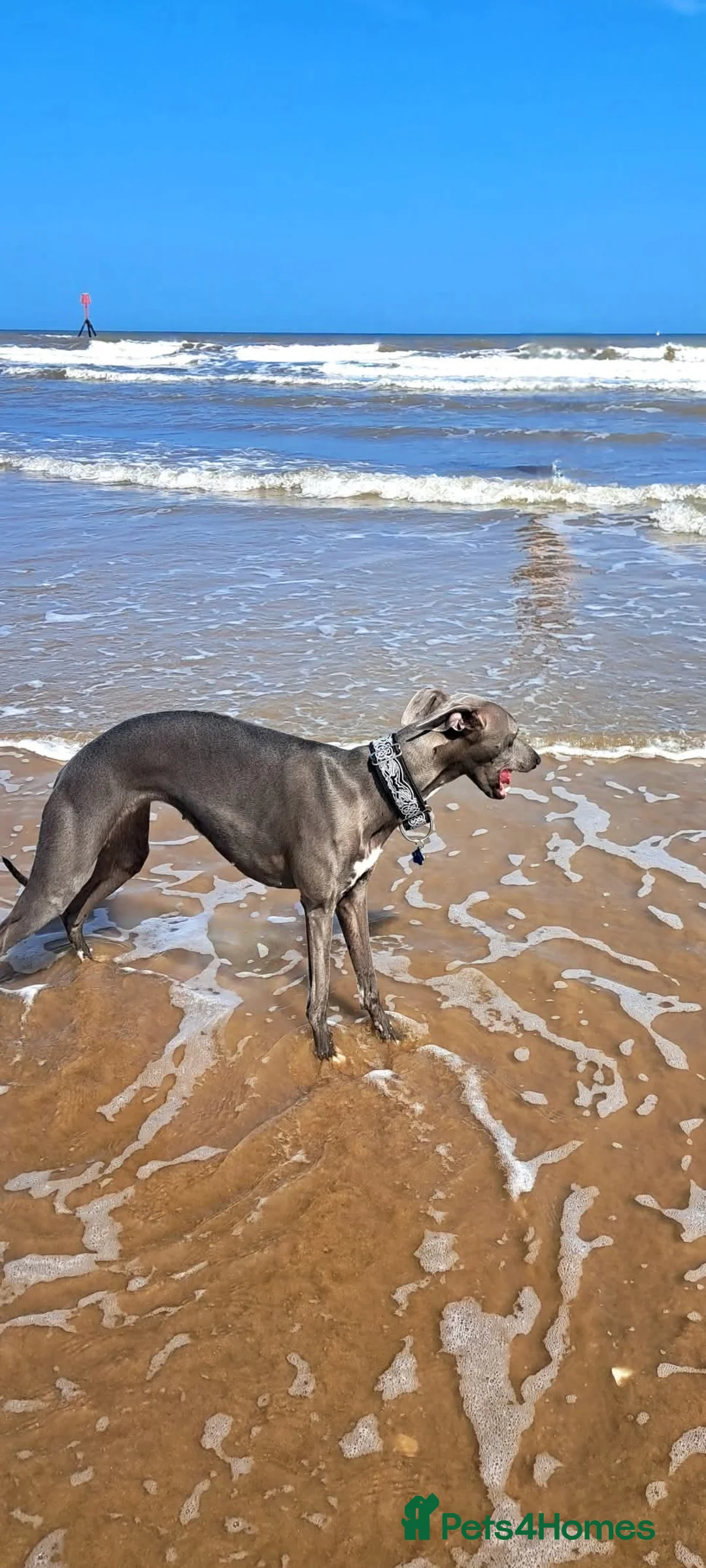 Whippet dogs for sale: KC Whippet Puppies: Champion Bloodlines - Advert 13