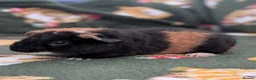 Guinea Pig rodents for sale: 3 purebred teddy boars Ready now - Advert 3