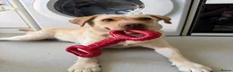 Labrador Retriever dogs for sale: Labrador Retriever  in Chippenham - Advert 5